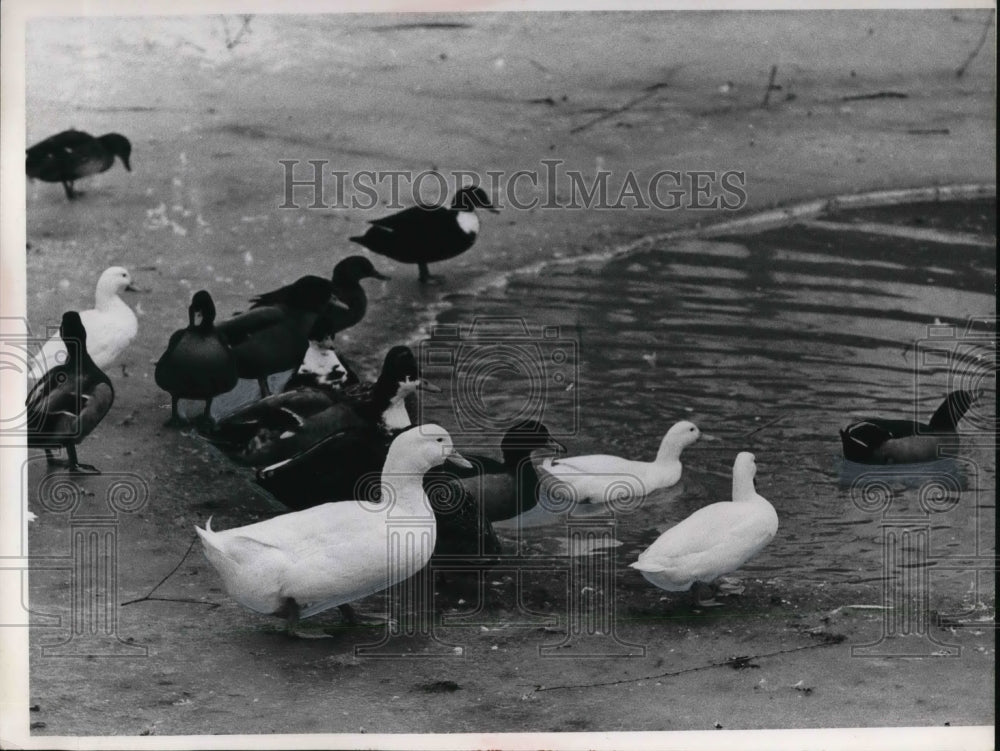 1966 Press Photo Ducks at Rainbow Motel pond in Richfield, Ohio