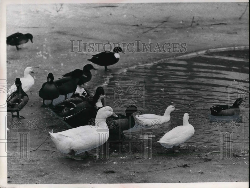 Load image into Gallery viewer, 1966 Press Photo Ducks at Rainbow Motel pond in Richfield, Ohio
