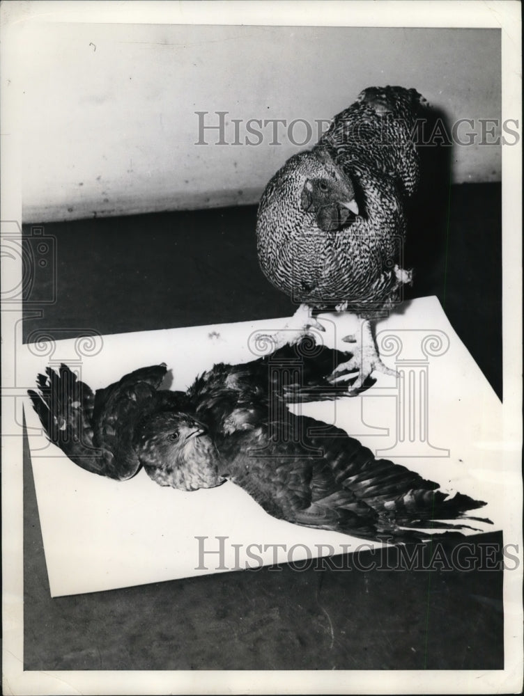 1940 Press Photo A hawk and a chicken that were rescued