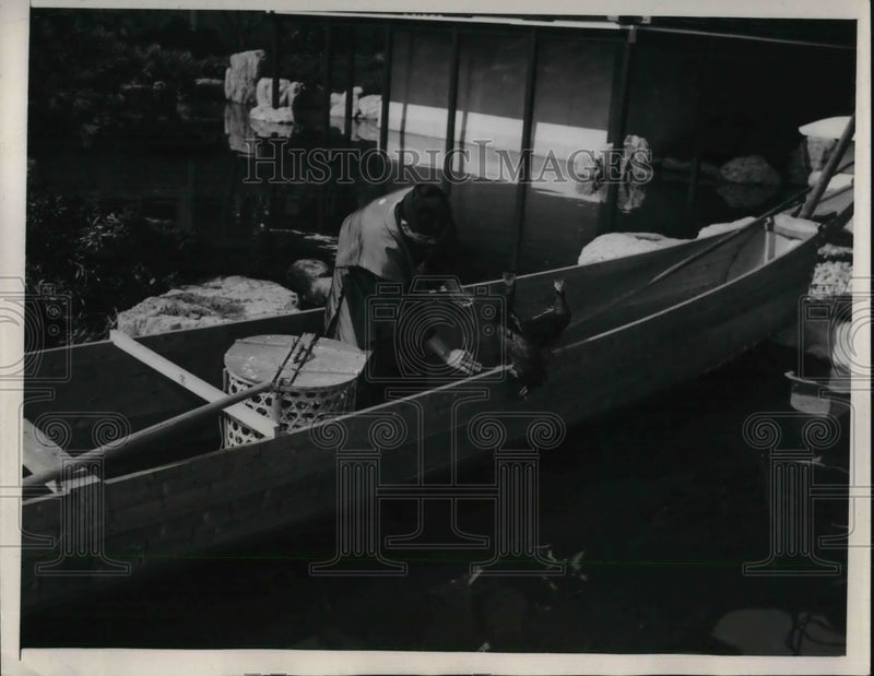 Load image into Gallery viewer, 1939 Press Photo San Francisco Cormorant bird trained to help fishermen
