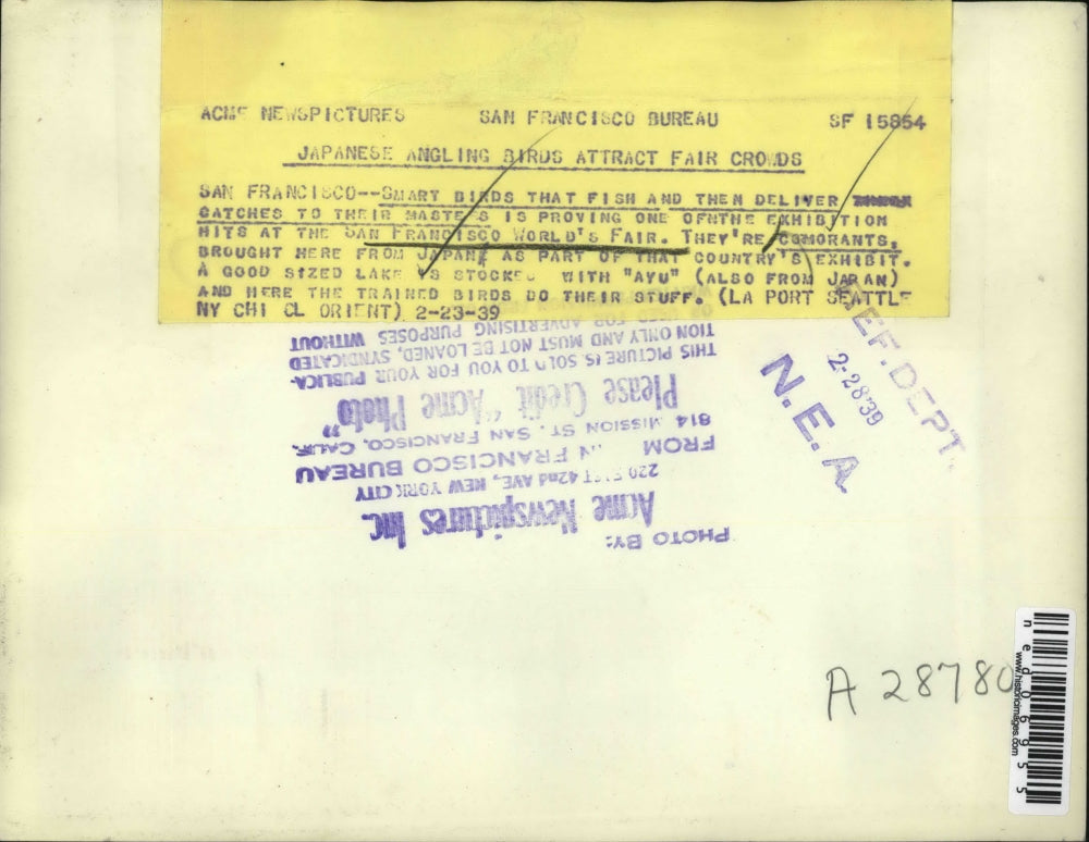 1939 Press Photo San Francisco Cormorant bird trained to help fishermen