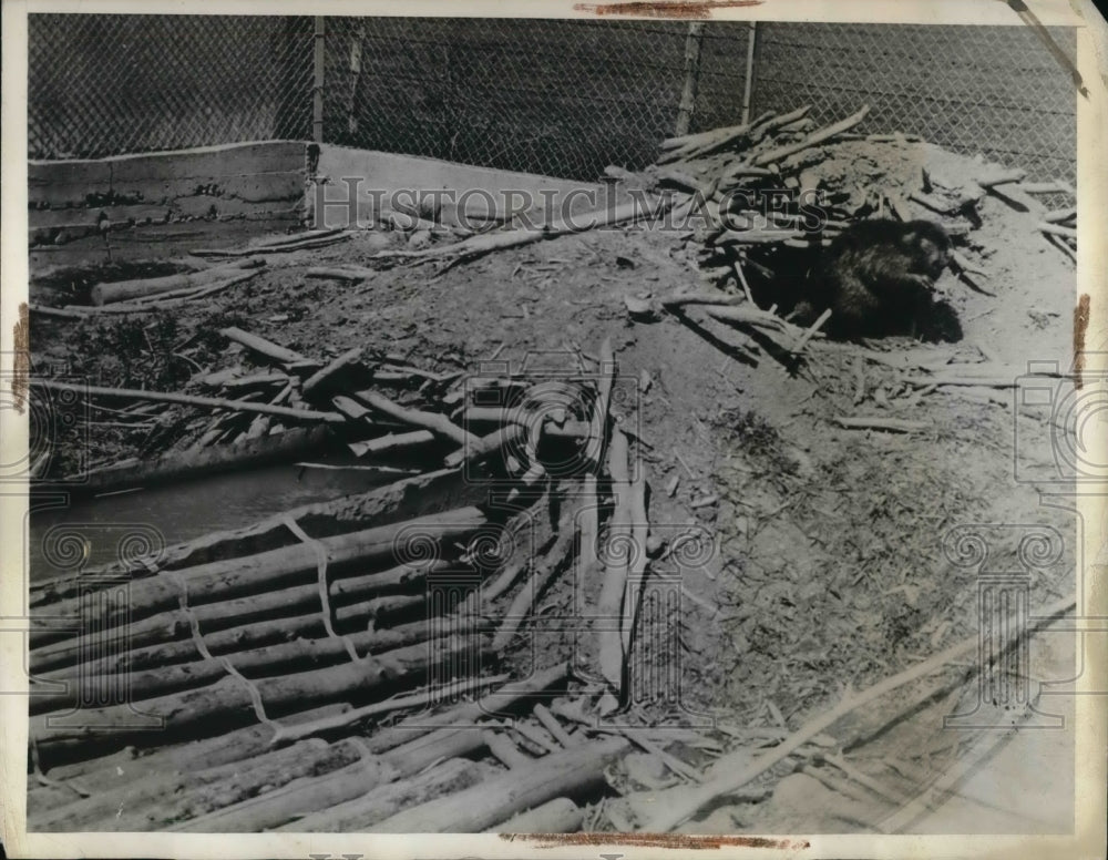 1938 Press Photo Terrebone Quebec Pen bred Beaver emerges from hut