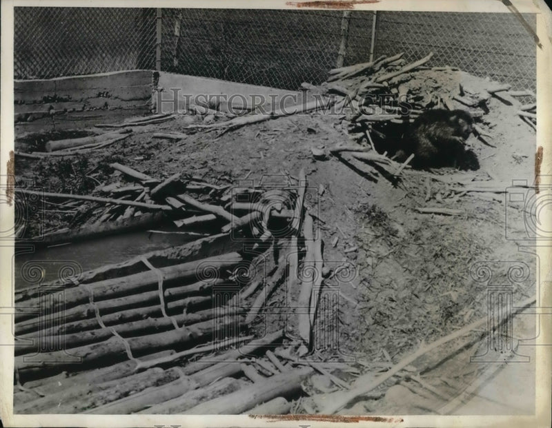 Load image into Gallery viewer, 1938 Press Photo Terrebone Quebec Pen bred Beaver emerges from hut
