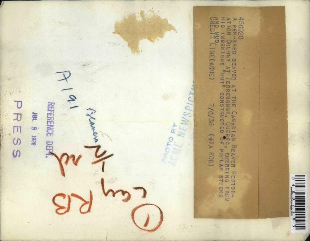 1938 Press Photo Terrebone Quebec Pen bred Beaver emerges from hut