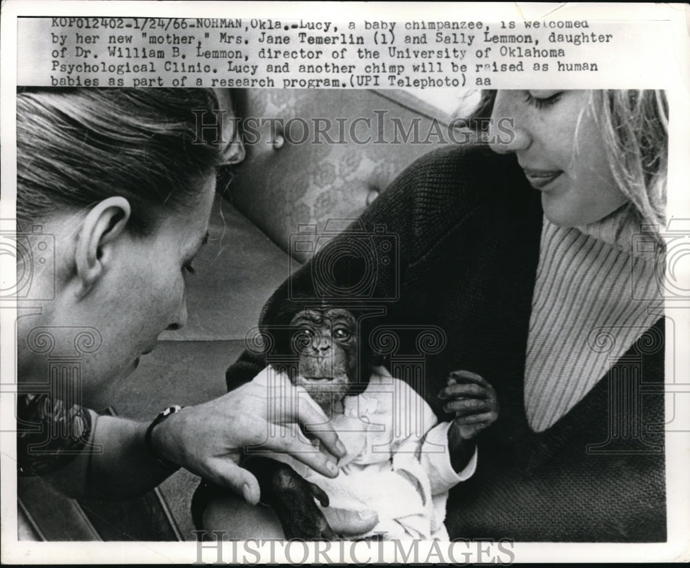 1966 Media Photo Norman Okla Lucy baby Chimp with Mother Mrs Jane Temerlin