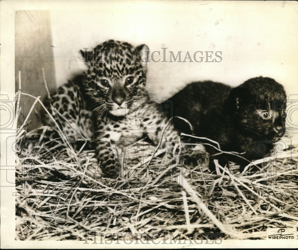 1936 Press Photo Leopard Baby With No Spots at Prospect Park Zoo - ned07232