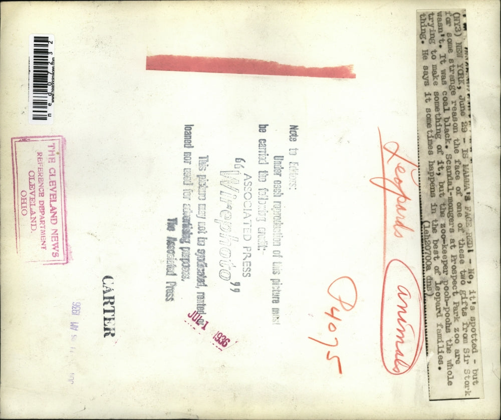 1936 Press Photo Leopard Baby With No Spots at Prospect Park Zoo - ned07232