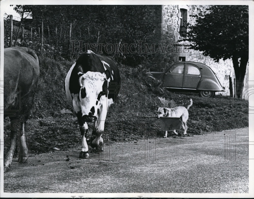 1960 Press Photo Freygefond France dog rounding up cattle on a road