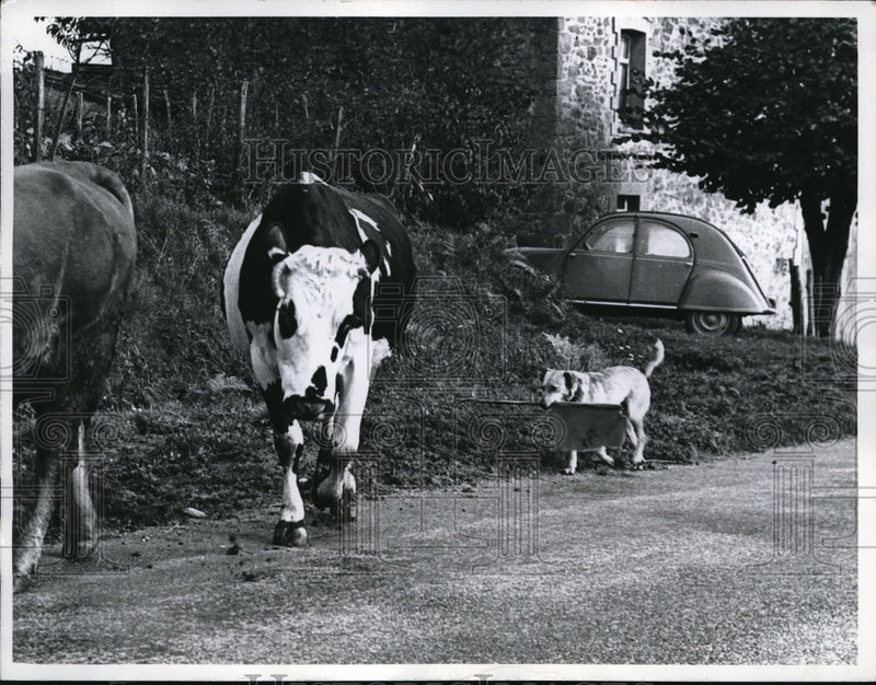 Load image into Gallery viewer, 1960 Press Photo Freygefond France dog rounding up cattle on a road
