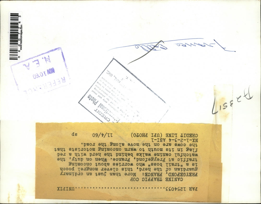 1960 Press Photo Freygefond France dog rounding up cattle on a road