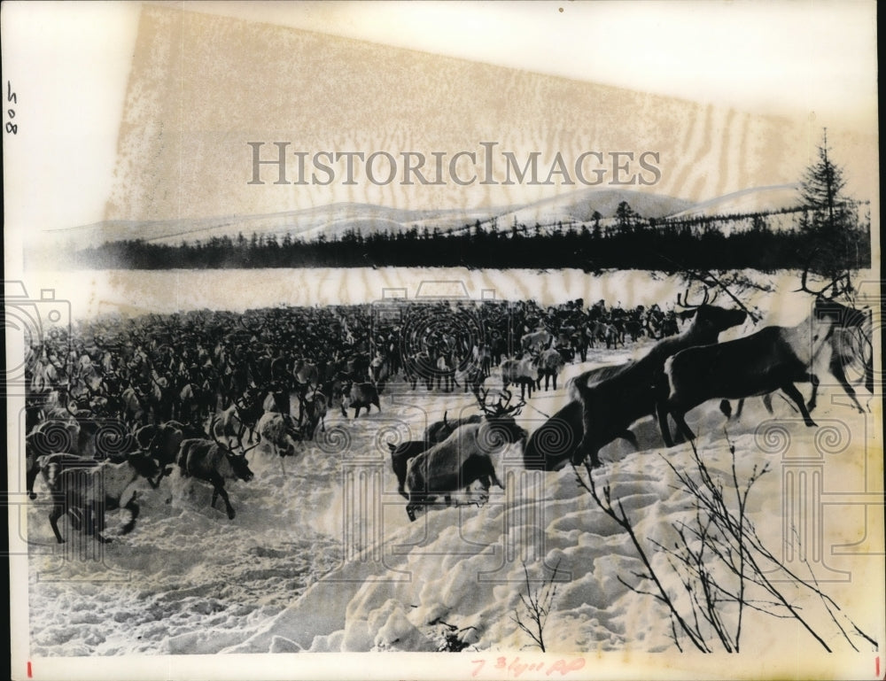 1969 Press Photo Kamchatka USSR reindeer herd in the snow