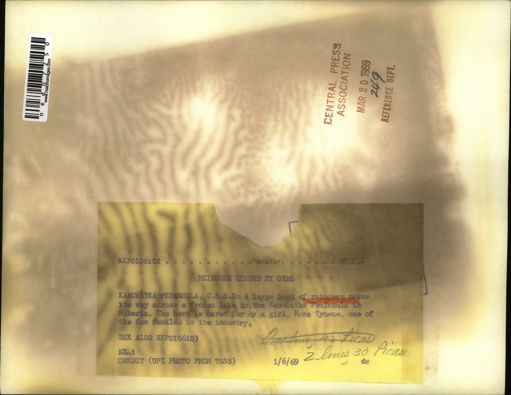 1969 Press Photo Kamchatka USSR reindeer herd in the snow