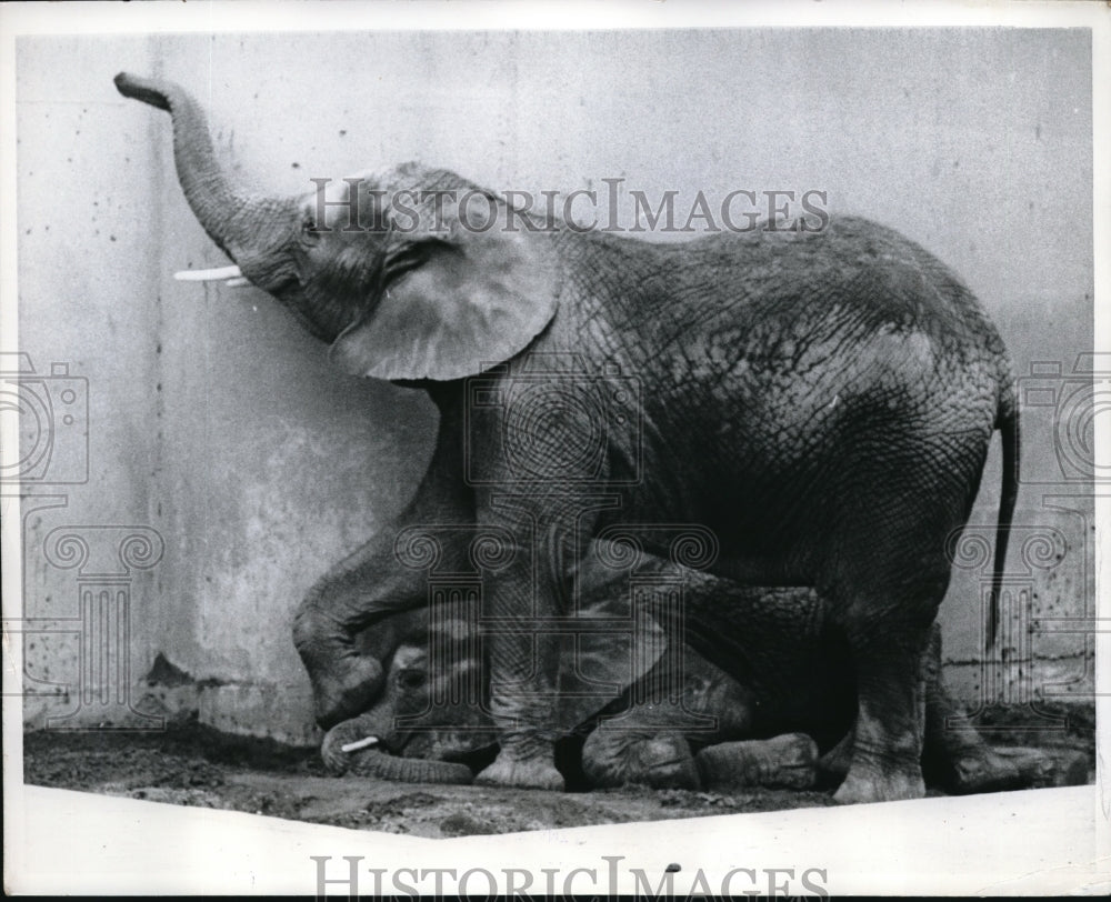 1967 Press Photo Yamga the elephant with Simba at a zoo