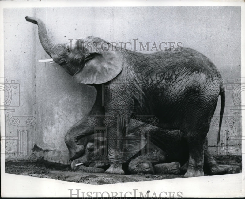 Load image into Gallery viewer, 1967 Press Photo Yamga the elephant with Simba at a zoo
