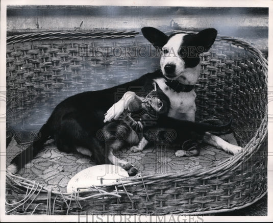 1971 Press Photo Dog feeds kitten at carwash