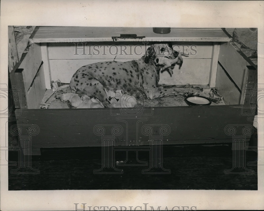 1936 Press Photo Fire Co. 4 of 49th Dotty Dalmatian Mascot her litter of 8 pups