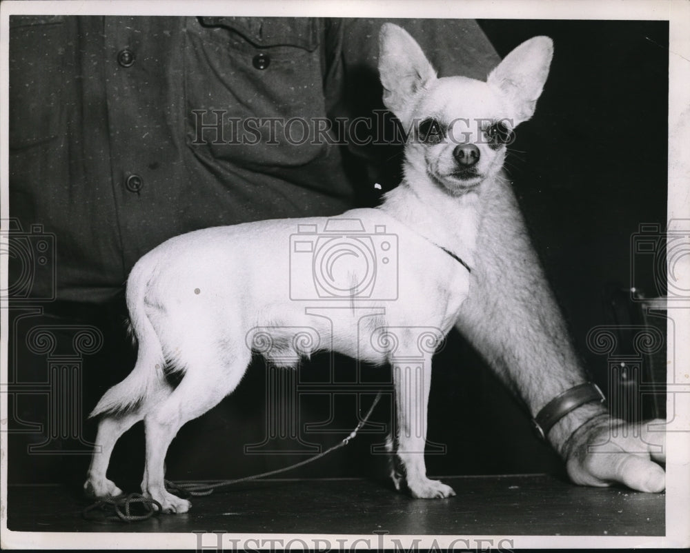 1951 Press Photo Chihuahua, Dressel's Twig - John Tate