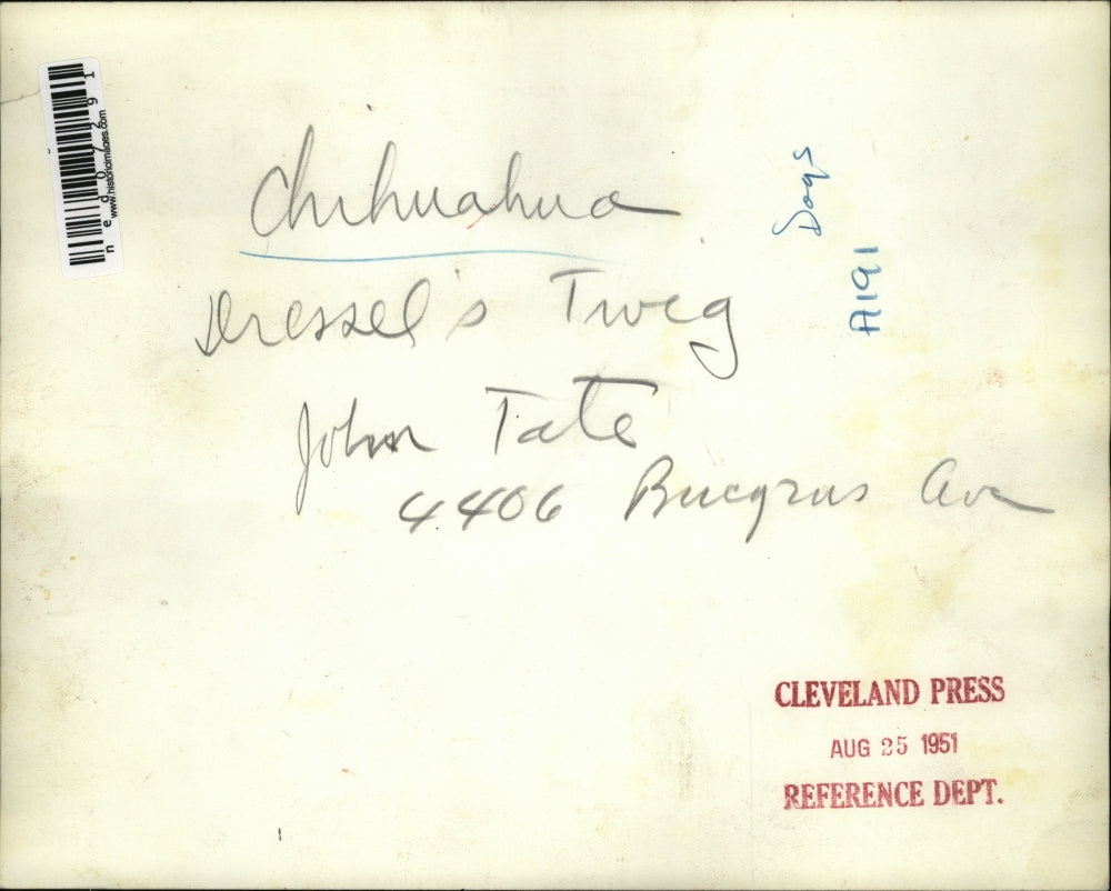 1951 Press Photo Chihuahua, Dressel's Twig - John Tate