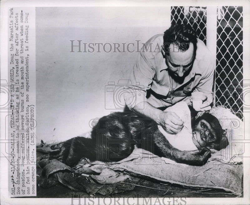 Load image into Gallery viewer, 1950 Media Photo Chimpanzee Recovering from Poison
