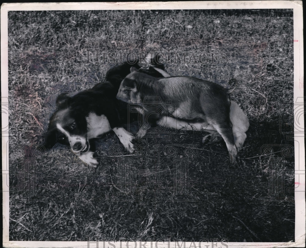1954 Press Photo Duroc Pig Nursing On Cocker-Shepherd Dog