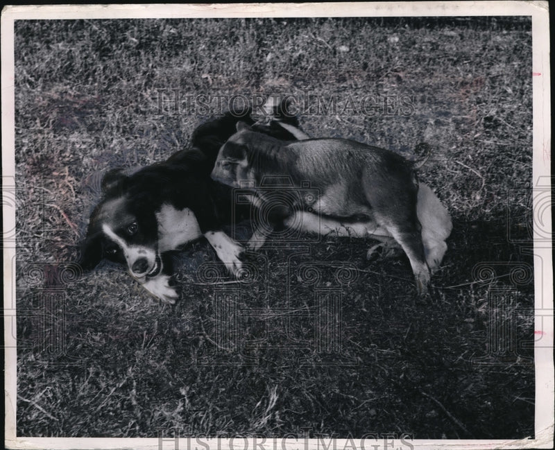 Load image into Gallery viewer, 1954 Press Photo Duroc Pig Nursing On Cocker-Shepherd Dog
