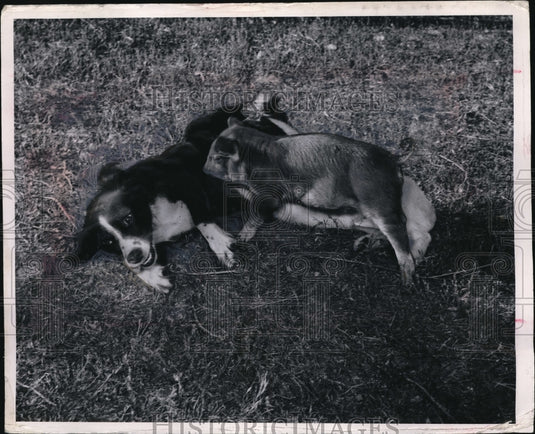 1954 Press Photo Duroc Pig Nursing On Cocker-Shepherd Dog