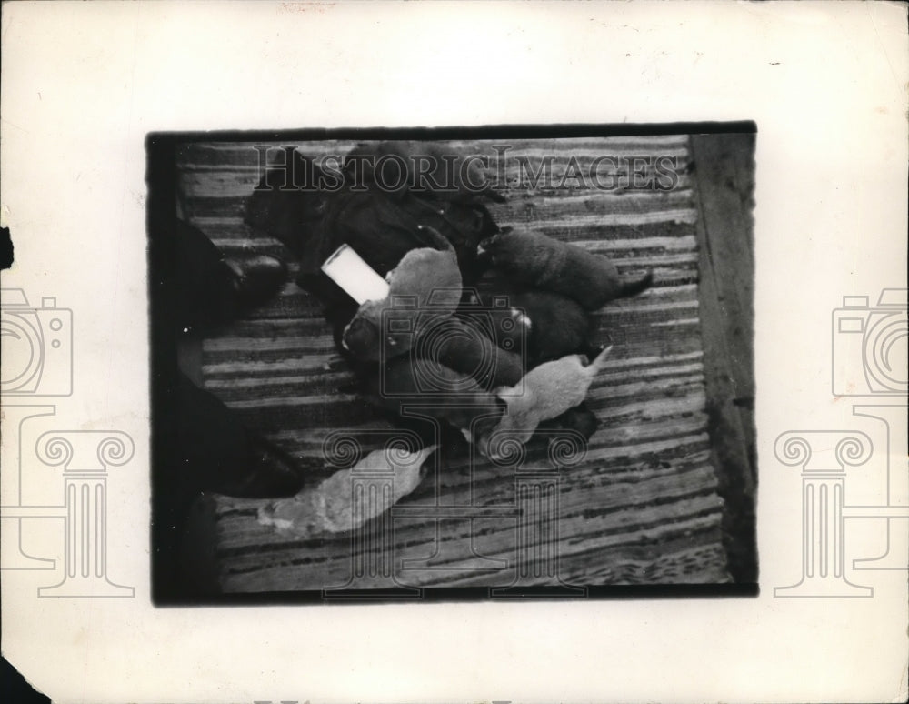 1936 Press Photo A bunch of 9 week old collie puppies