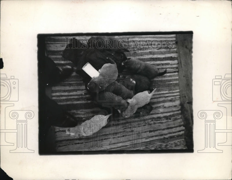 Load image into Gallery viewer, 1936 Press Photo A bunch of 9 week old collie puppies
