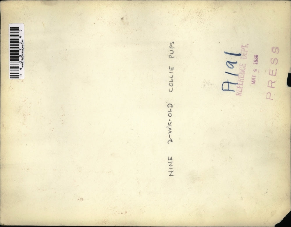 1936 Press Photo A bunch of 9 week old collie puppies