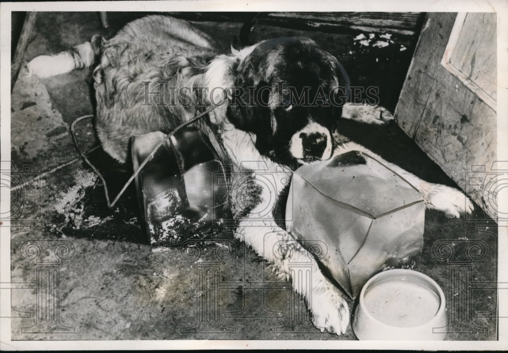 1949 Press Photo The St. Bernard pup cools off with some ice