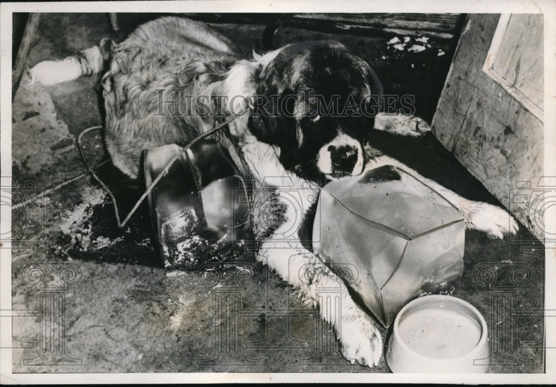 Load image into Gallery viewer, 1949 Press Photo The St. Bernard pup cools off with some ice
