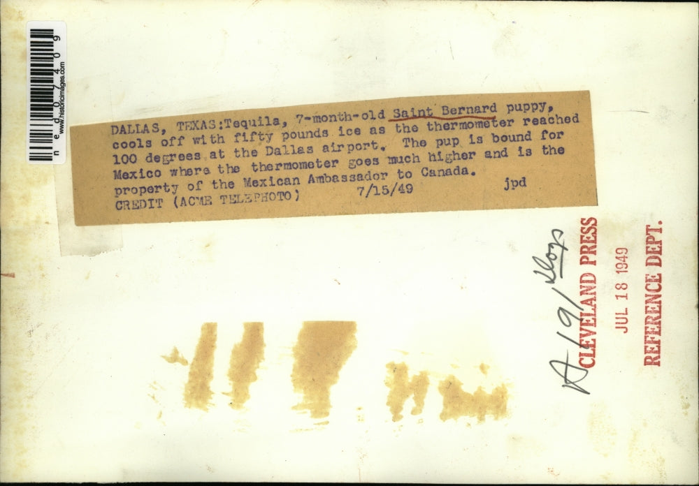 1949 Press Photo The St. Bernard pup cools off with some ice