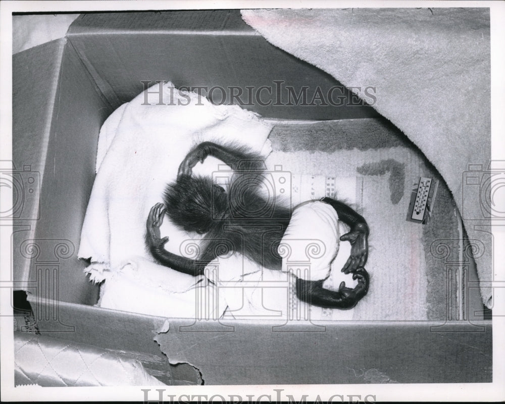 1952 Media Photo Three Weeks of Orangutan Gigi of Cleveland Zoo