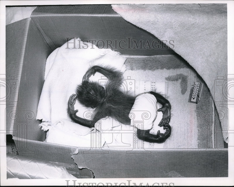 Load image into Gallery viewer, 1952 Media Photo Three Weeks of Orangutan Gigi of Cleveland Zoo
