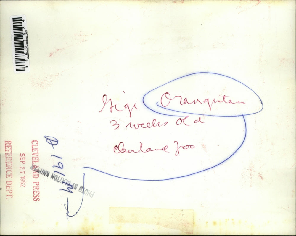 1952 Media Photo Three Weeks of Orangutan Gigi of Cleveland Zoo