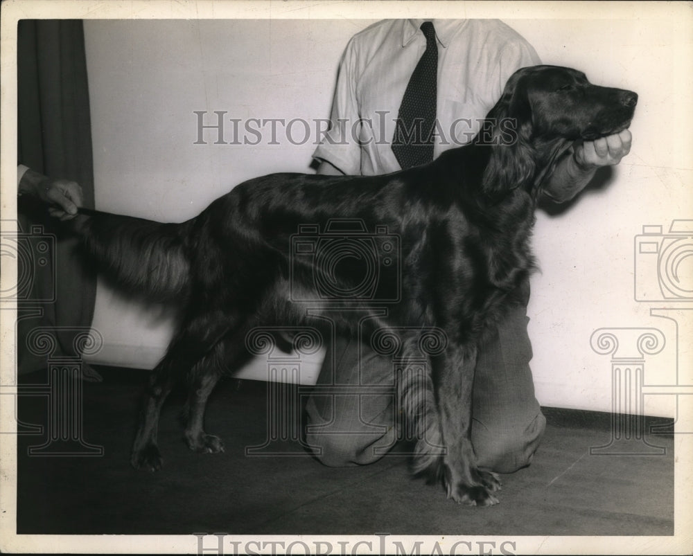 1943 Press Photo Kinvarra Kathleen, Irish Setter, M. E. Karigston - ned07505