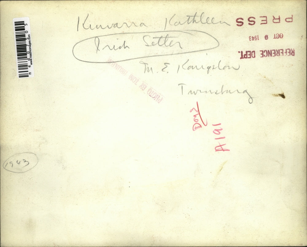 1943 Press Photo Kinvarra Kathleen, Irish Setter, M. E. Karigston - ned07505