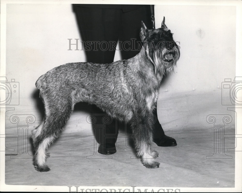 1939 Press Photo L.C. Rathbum's standard schnauzer