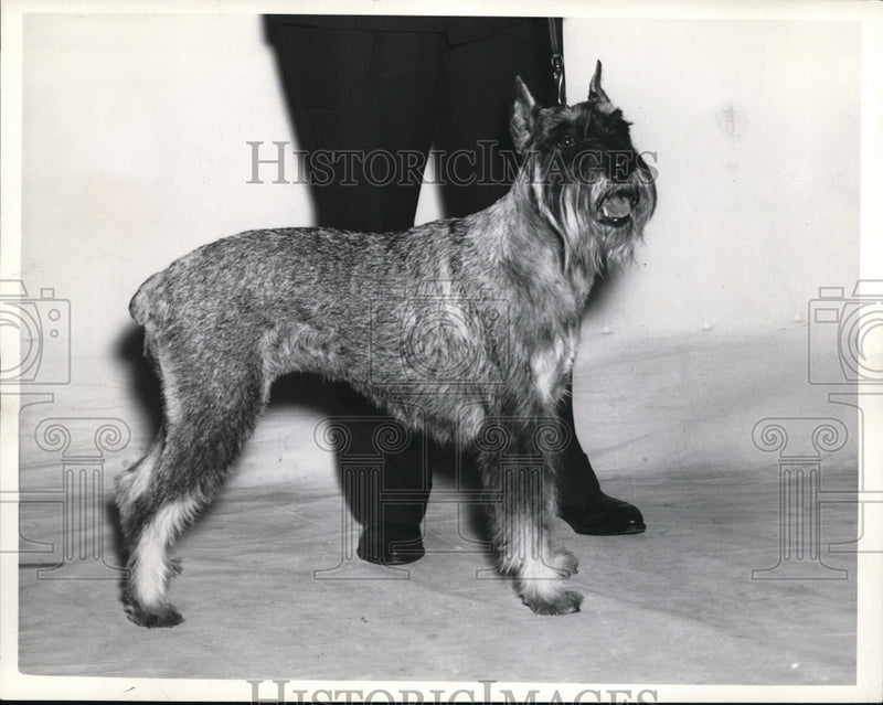 Load image into Gallery viewer, 1939 Press Photo L.C. Rathbum's standard schnauzer
