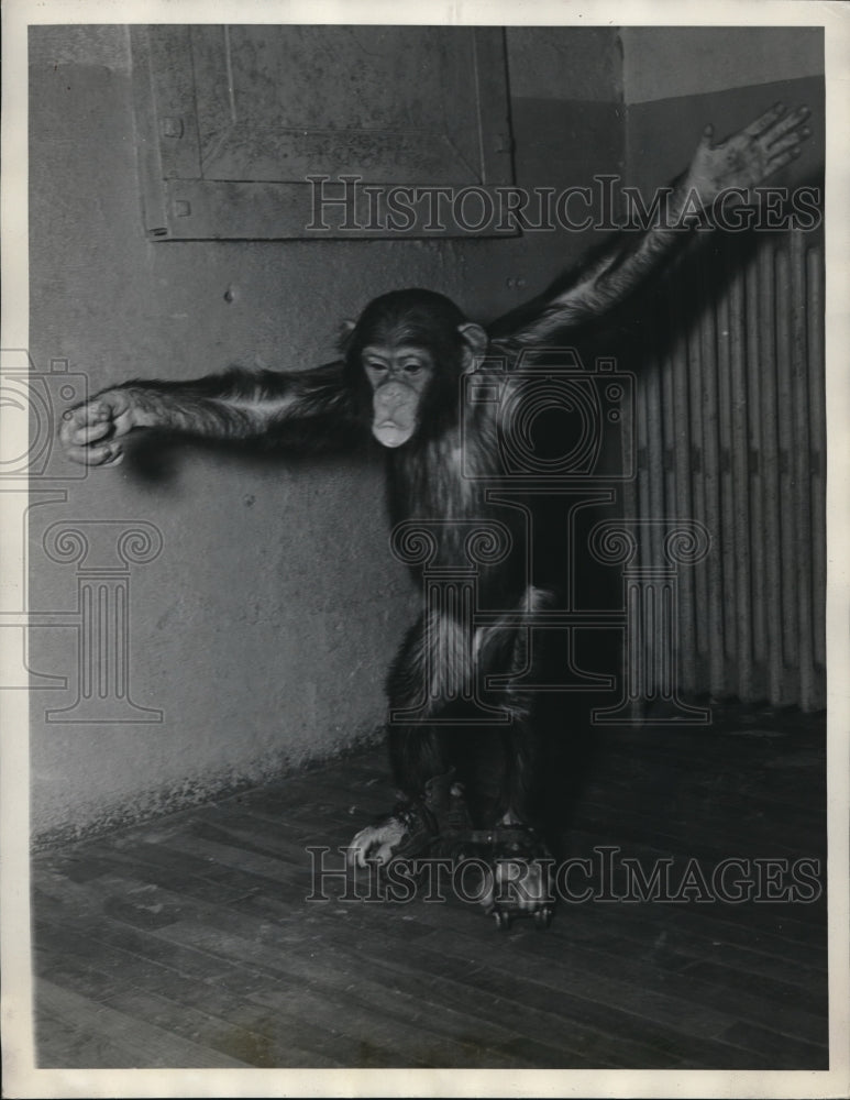 Load image into Gallery viewer, 1937 Media Photo Chimpanzee Rollerskating
