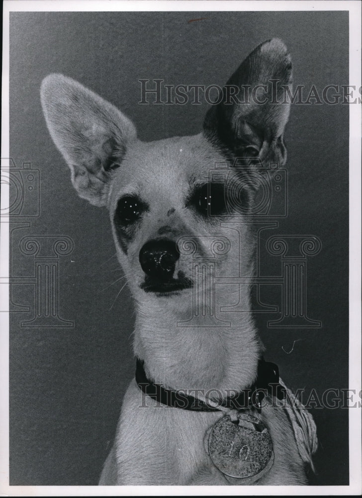 Load image into Gallery viewer, 1967 Press Photo A terrier dog in the picture - ned07559
