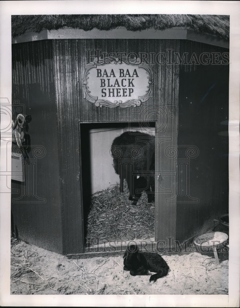 1949 Press Photo New Born Black Lambs Star at Zoo