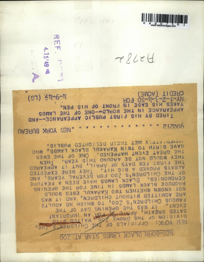 1949 Press Photo New Born Black Lambs Star at Zoo