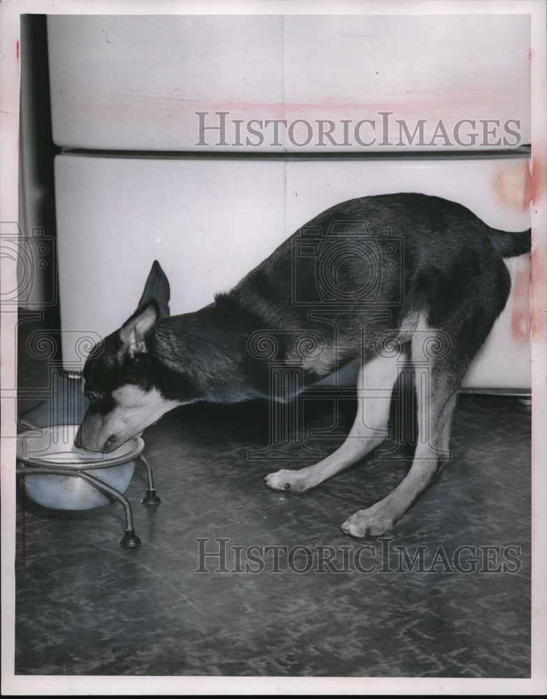 1954 Press Photo Dog "Squeaks" Born Without Front Legs - ned07578