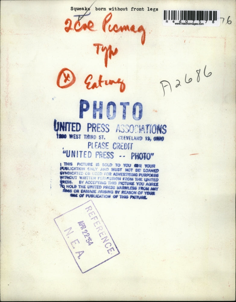 1954 Press Photo Dog "Squeaks" Born Without Front Legs - ned07578