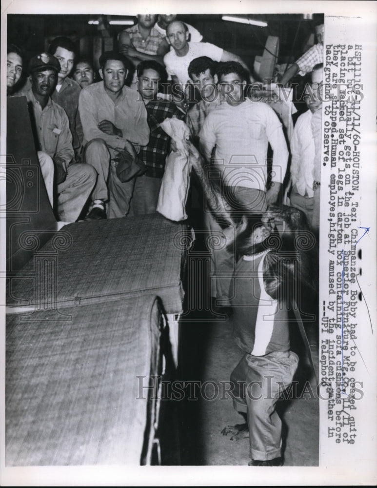 Load image into Gallery viewer, 1960 Press Photo Bobby, the chimpanzee, at Superior Furniture Mfg. Co.
