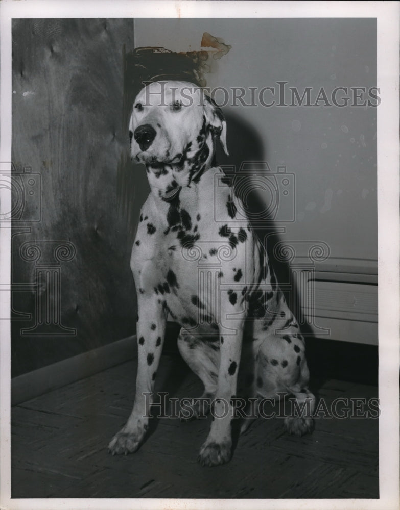 1955 Press Photo Pepper the Dalmatian