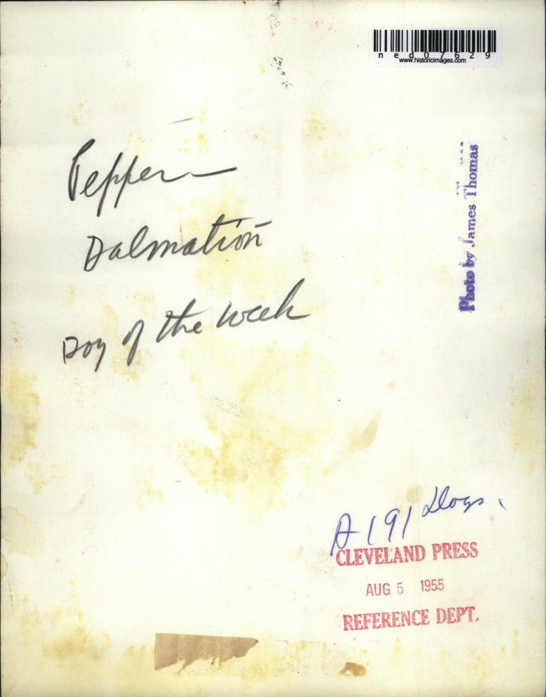 1955 Press Photo Pepper the Dalmatian