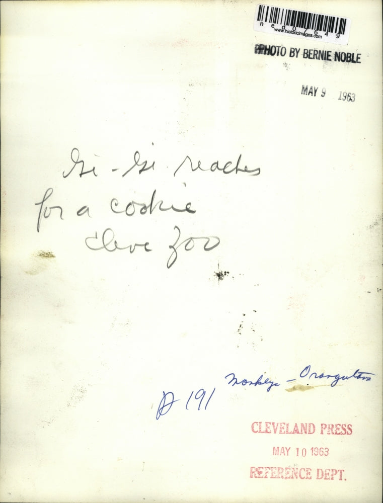 1963 Press Photo Gi-Gi reaches for a cookie in Cleveland Zoo - ned07649