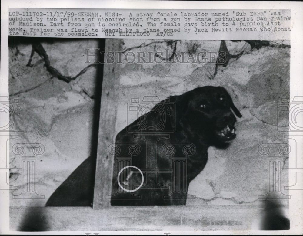 1959 Press Photo Sub Zero is a stray female labrador who gave birth to her pups